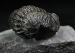 Rare Eifel Geesops Trilobite - Germany #27435-5